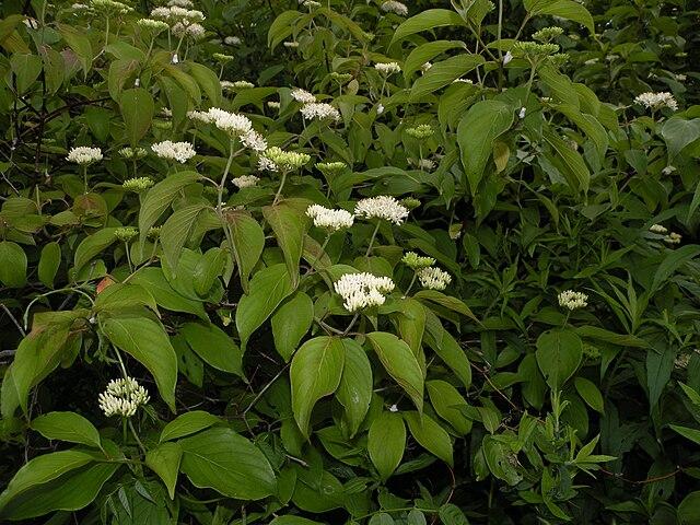 Cornus racemosa - Gray Dogwood 