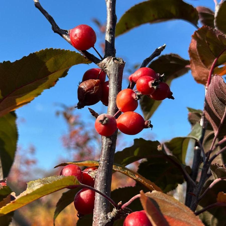 Malus x Raspberry Spear&reg;