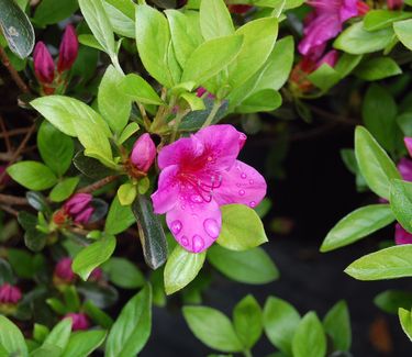 Rhododendron 'Girard Purple' 