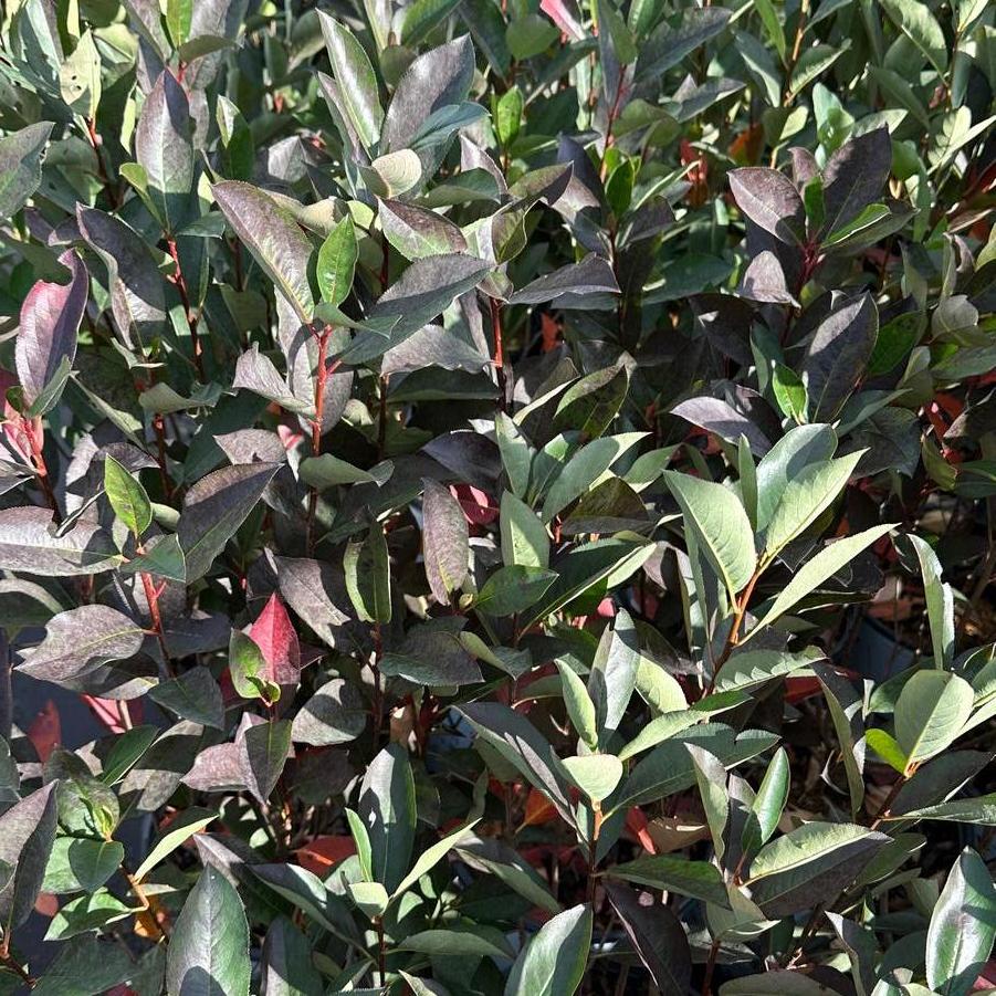 Aronia melanocarpa Low Scape Snowfire&reg;