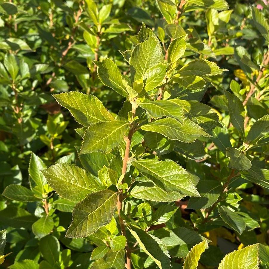 Clethra alnifolia Sugartina&reg; 'Crystalina'