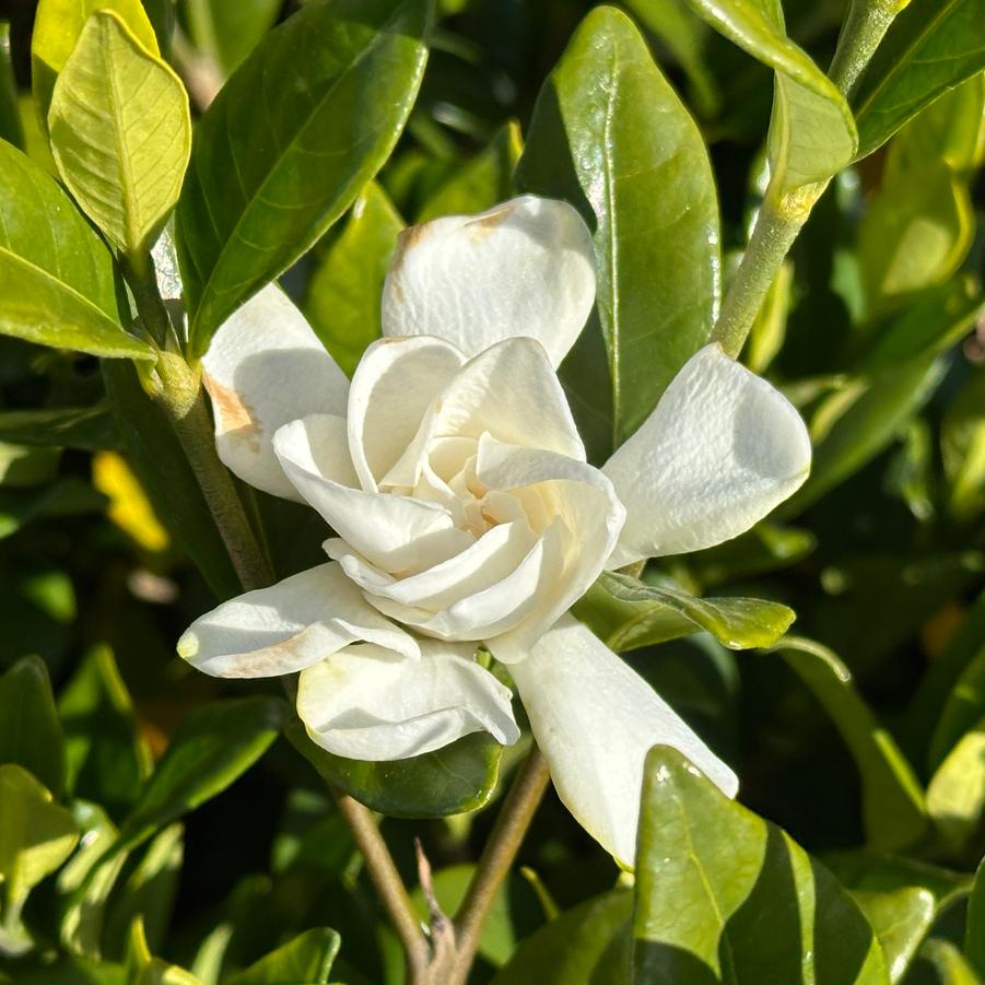 Gardenia jasminoides Pillow Talk&reg;