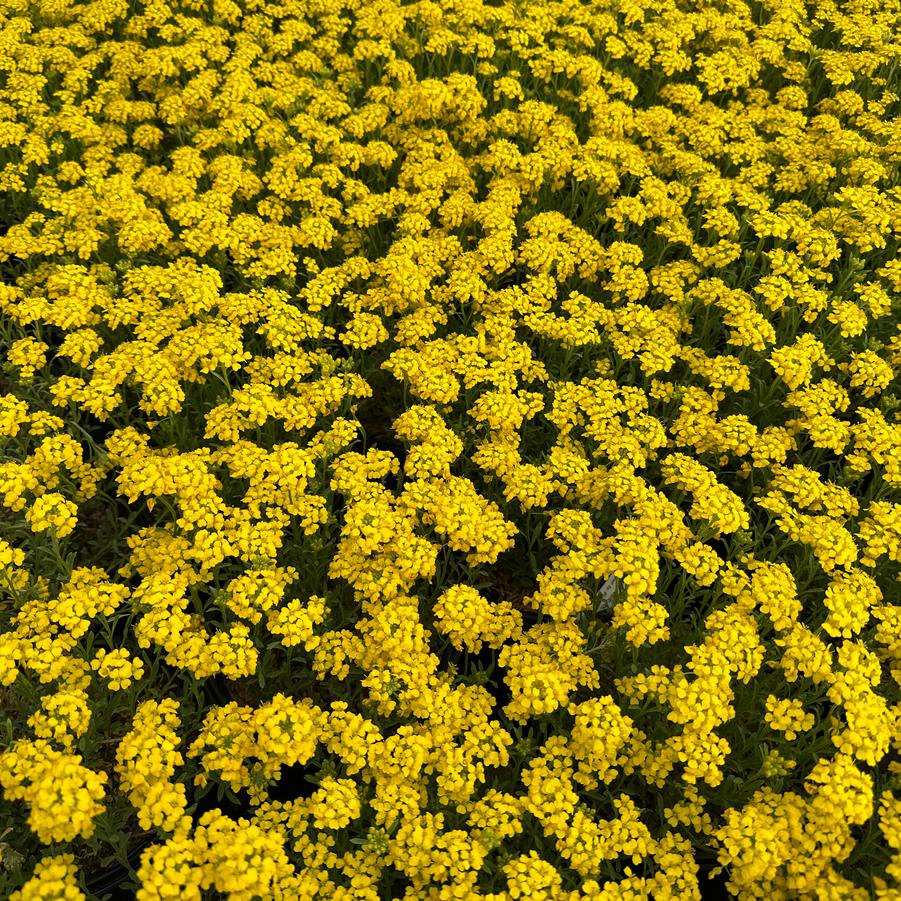 Alyssum wulfenianum Golden Spring