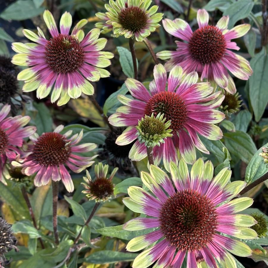 Echinacea purpurea 'Sweet Sandia' - Coneflower from Pleasant Run Nursery