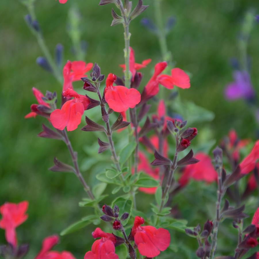 Salvia x Arctic Blaze® Red - Hybrid Sage (Courtesy of Proven Winners) 