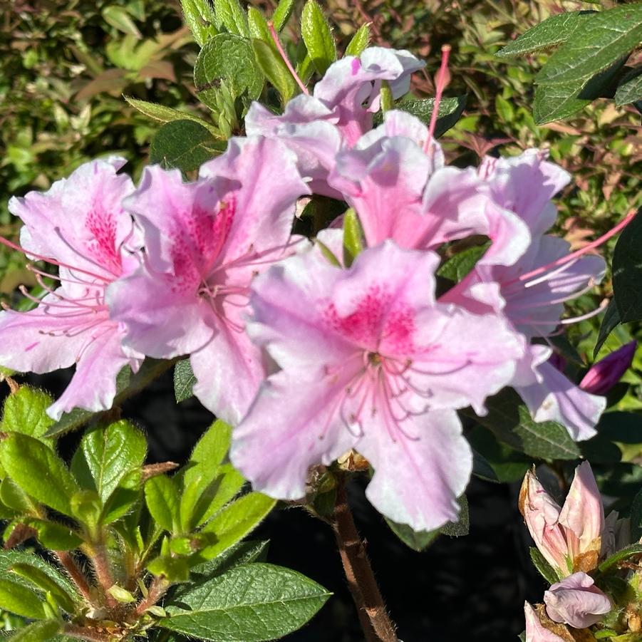 Rhododendron Encore® Autumn Twist&reg;