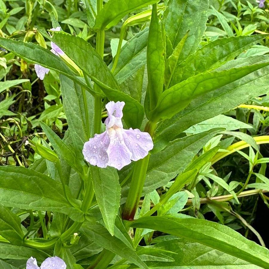 Mimulus ringens 