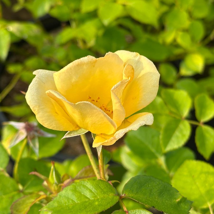 Rosa Knock Out® Easy Bee-zy™