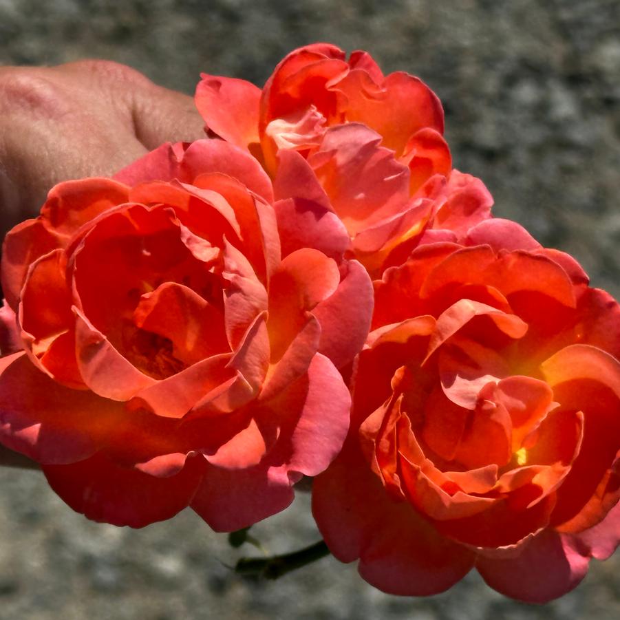 Rosa Knock Out® Orange Glow™