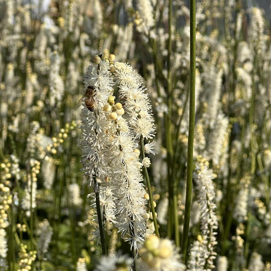 Actaea japonica 'Silver Dance' - Japanese Bugbane from Pleasant Run Nursery