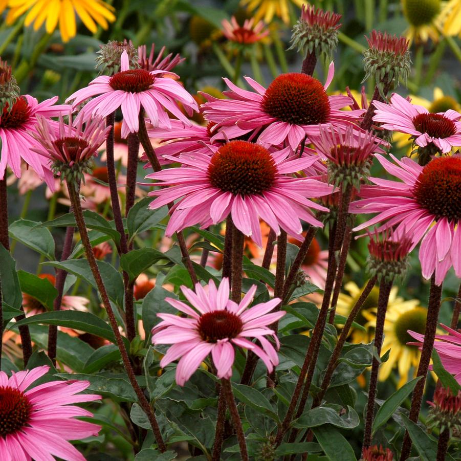 Echinacea x PRAIRIE PILLARS™ Merlot