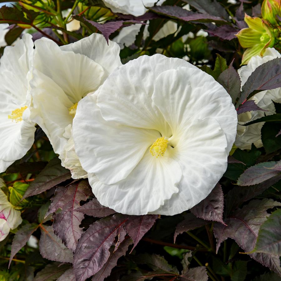 Hibiscus x Summerific® Cookies and Cream