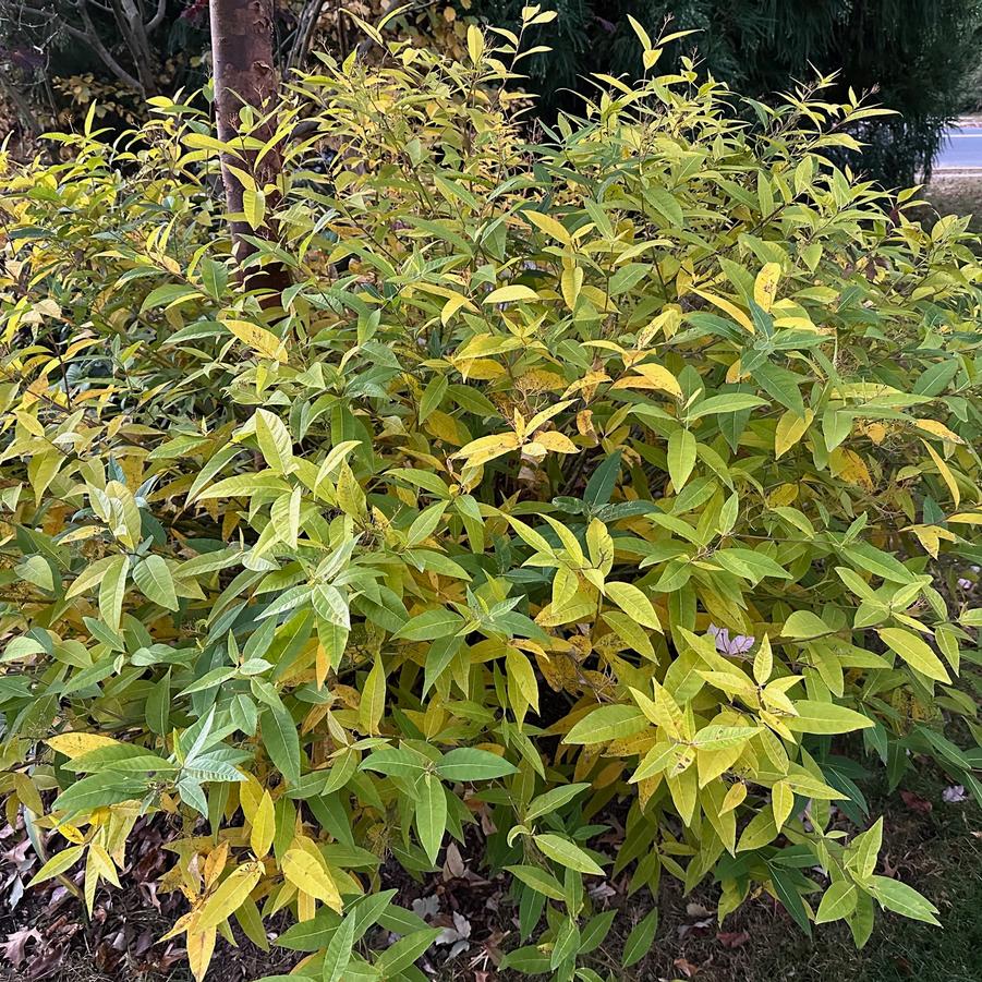 Amsonia tabernaemontana var. salicifolia 