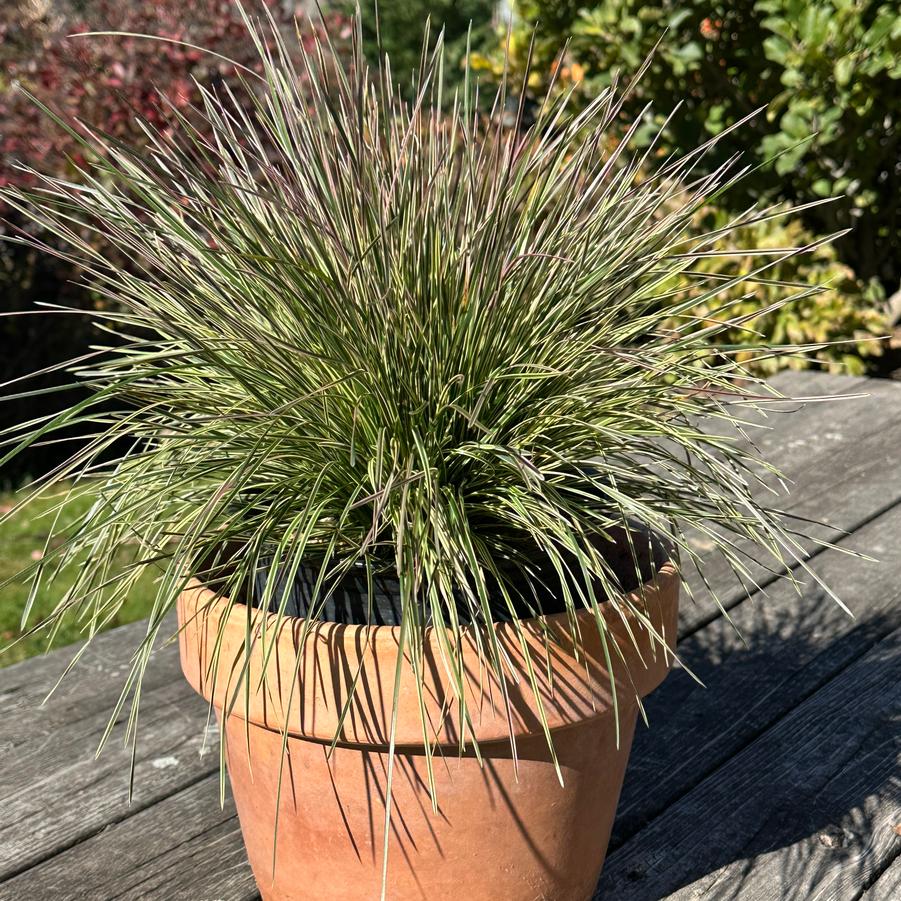 Deschampsia cespitosa 'Northern Lights' - Tussock Grass from Pleasant Run Nursery