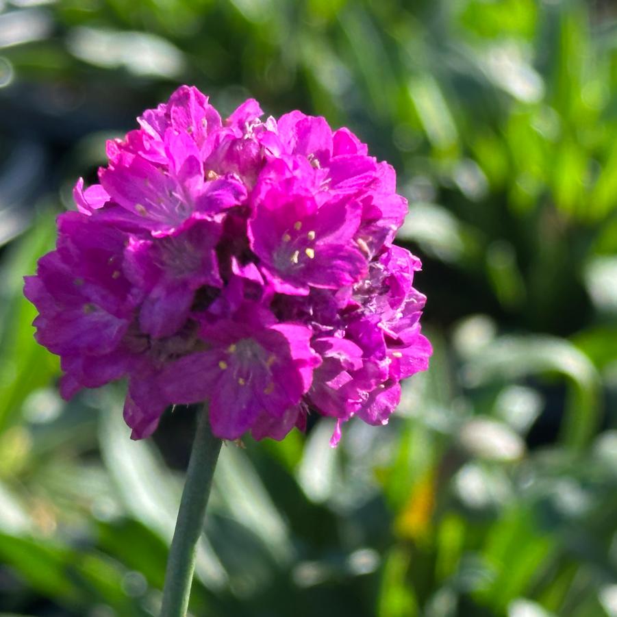 Armeria pseudarmeria DREAMERIA® Vivid Dreams