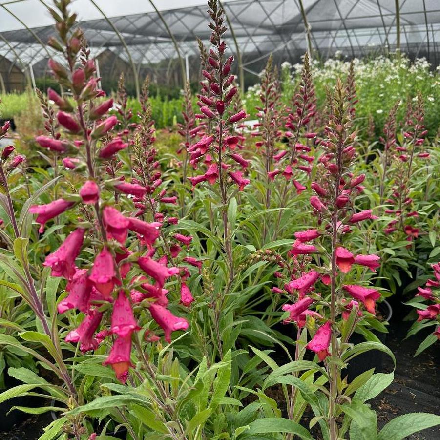 x Digiplexis Illumination® Raspberry