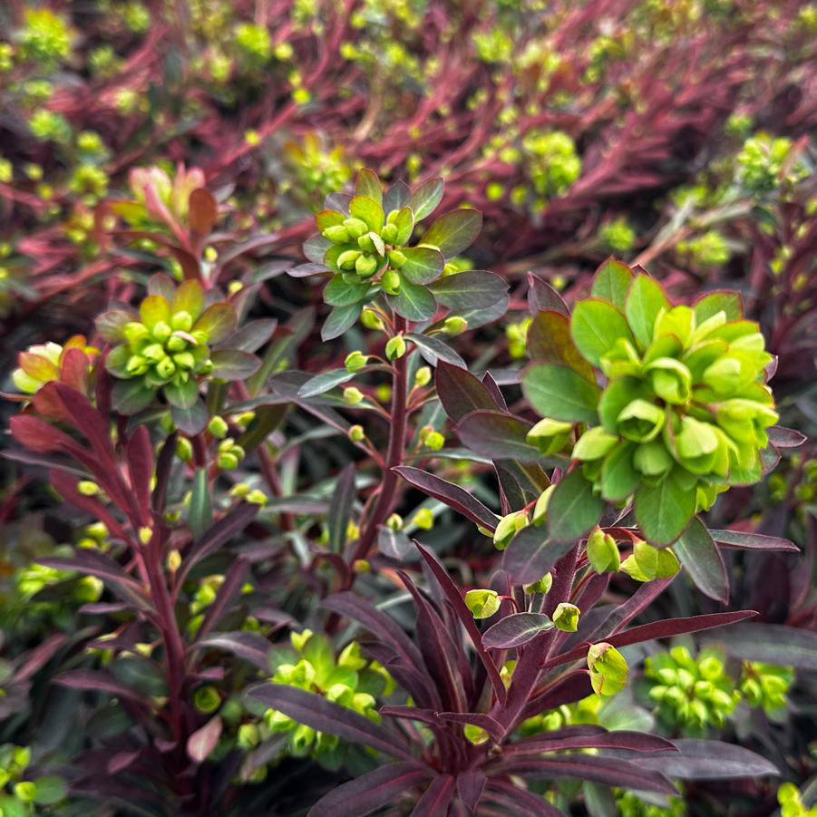 Euphorbia x 'Miner's Merlot' - Spurge from Pleasant Run Nursery