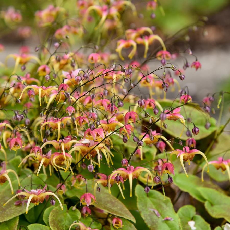 Epimedium x 'Dream Catcher' - Barrenwort Photo courtesy of Walters Gardens, Inc.