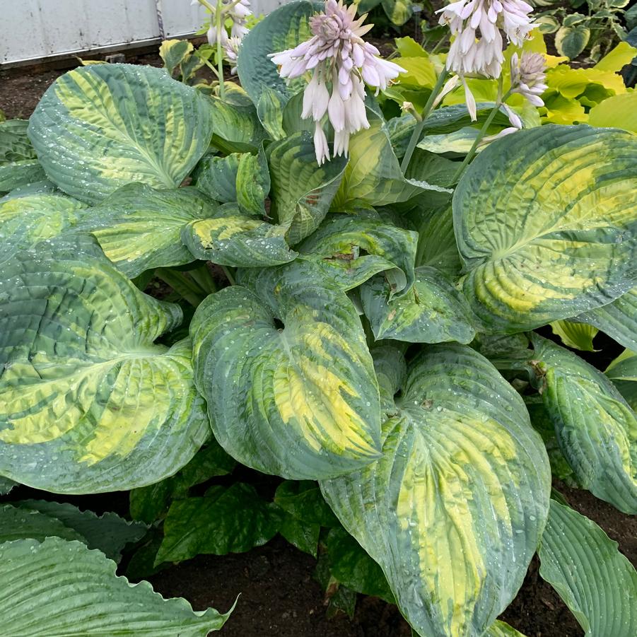 Hosta 'Sound of Music' - Plantain Lily (Photo courtesy of Walters Gardens, Inc.)
