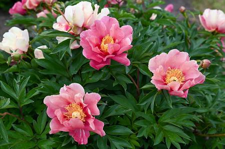 Paeonia x Itoh 'Sunset & Rainbow' - Photo Courtesy of DeVroomen