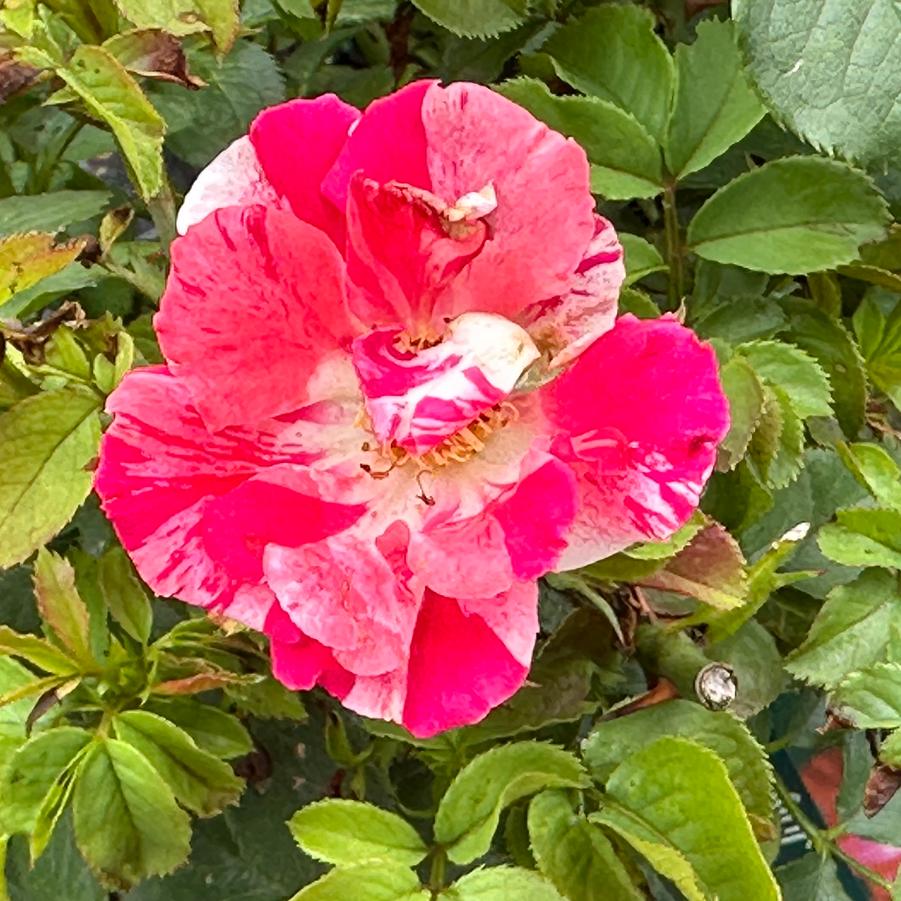 Rosa Fourth of July™