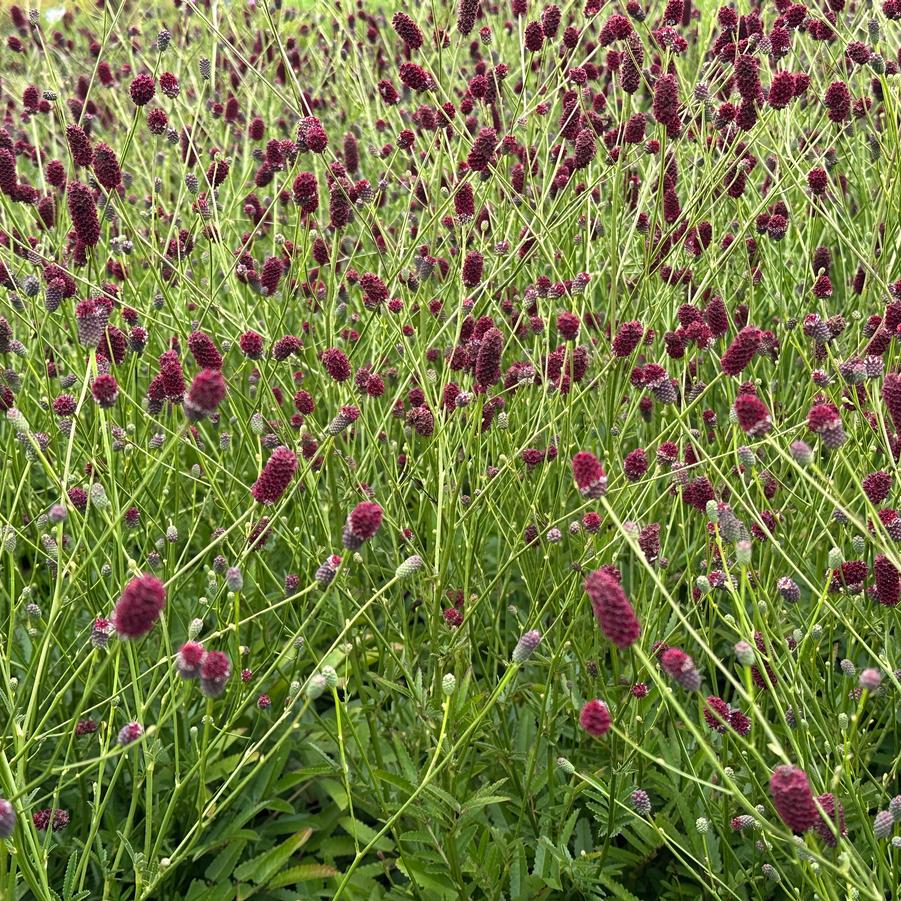 Sanguisorba x 'Plum Drops' - Burnet 