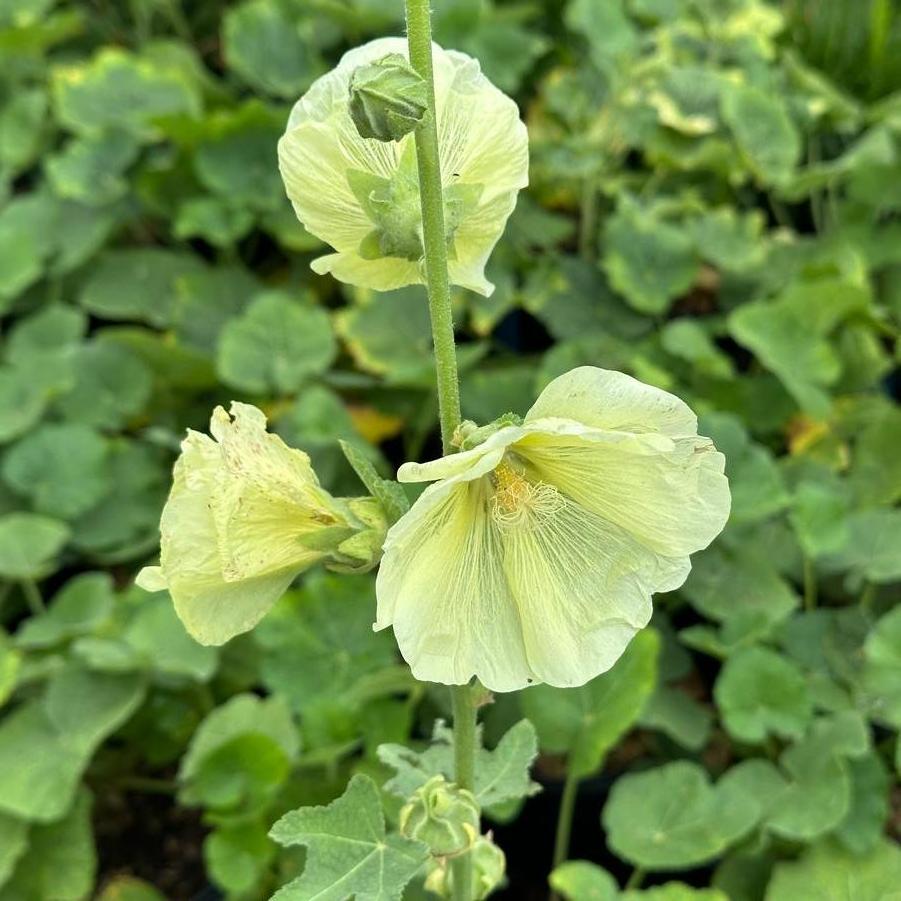 Alcea rosea Spotlight™ Sunshine