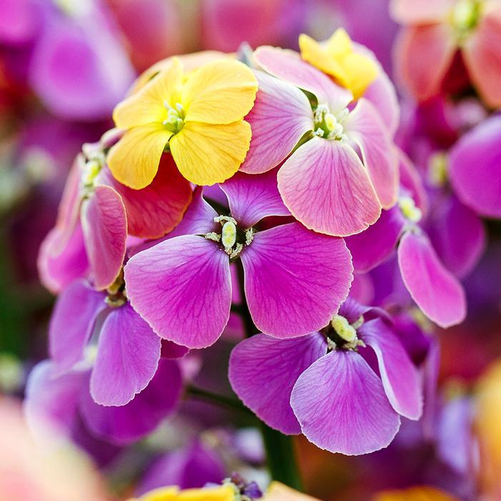 Erysimum linifolium ERYSISTIBLE™ 'Bronze Rose' - Wallflower Photo Creek Hill Nursery
