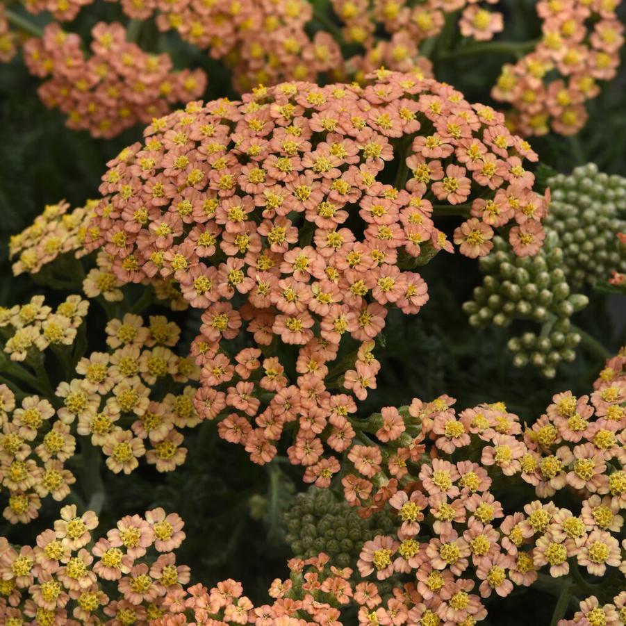 Achillea millefolium New Vintage™ 'Terracotta' - Yarrow (Courtesy of Proven Winners)