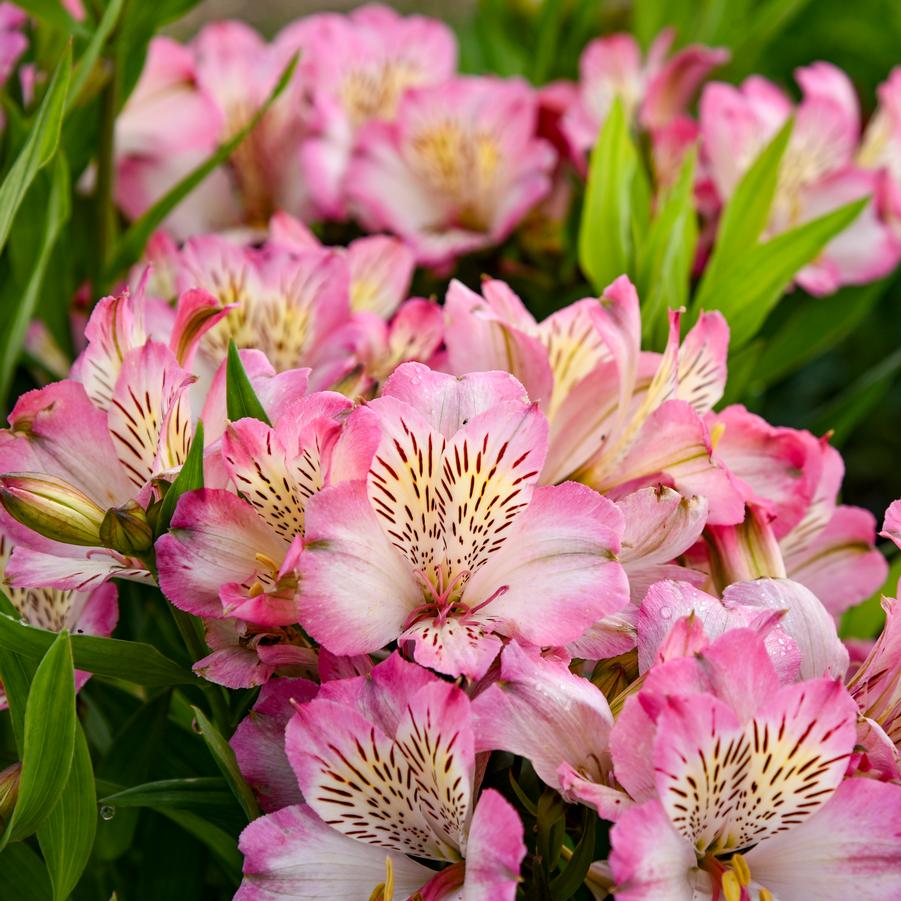 Alstroemeria x 'Summer Break' - Peruvian Lily Photos courtesy of Walters Gardens, Inc.