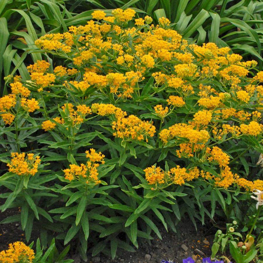 Asclepias tuberosa 'Hello Yellow' - Butterfly Weed - Photos courtesy of Walters Gardens, Inc.