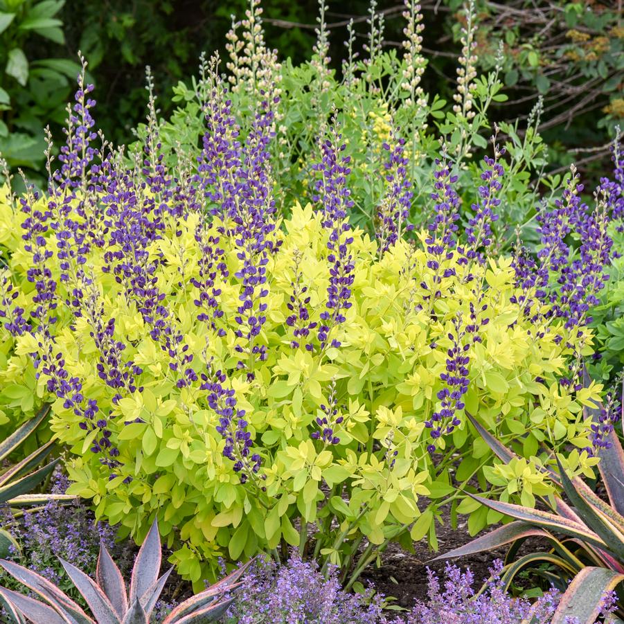 Baptisia x 'Golden Anniversary' - False Indigo Photos courtesy of Walters Gardens, Inc.
