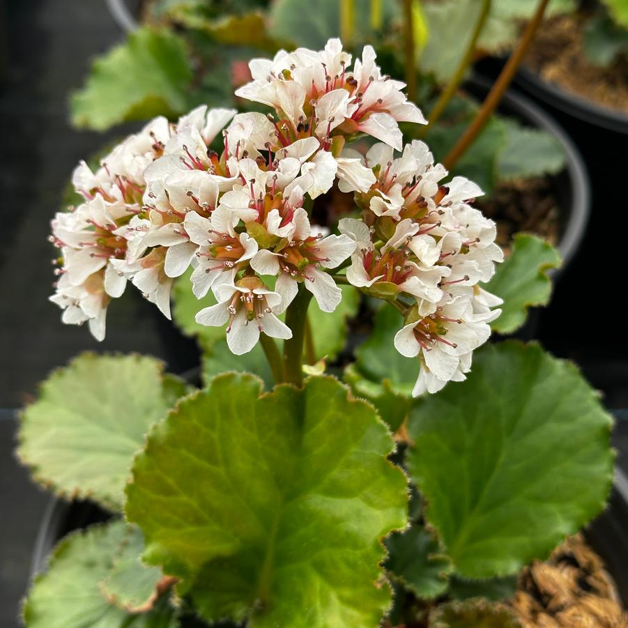 Bergenia cordifolia 'Ripple Effect' - Pigsqueak from Pleasant Run Nursery