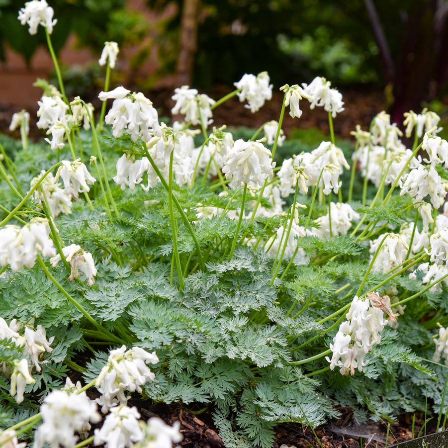 Dicentra x 'White Diamonds' - Fern-leaved Photos courtesy of Walters Gardens, Inc.
