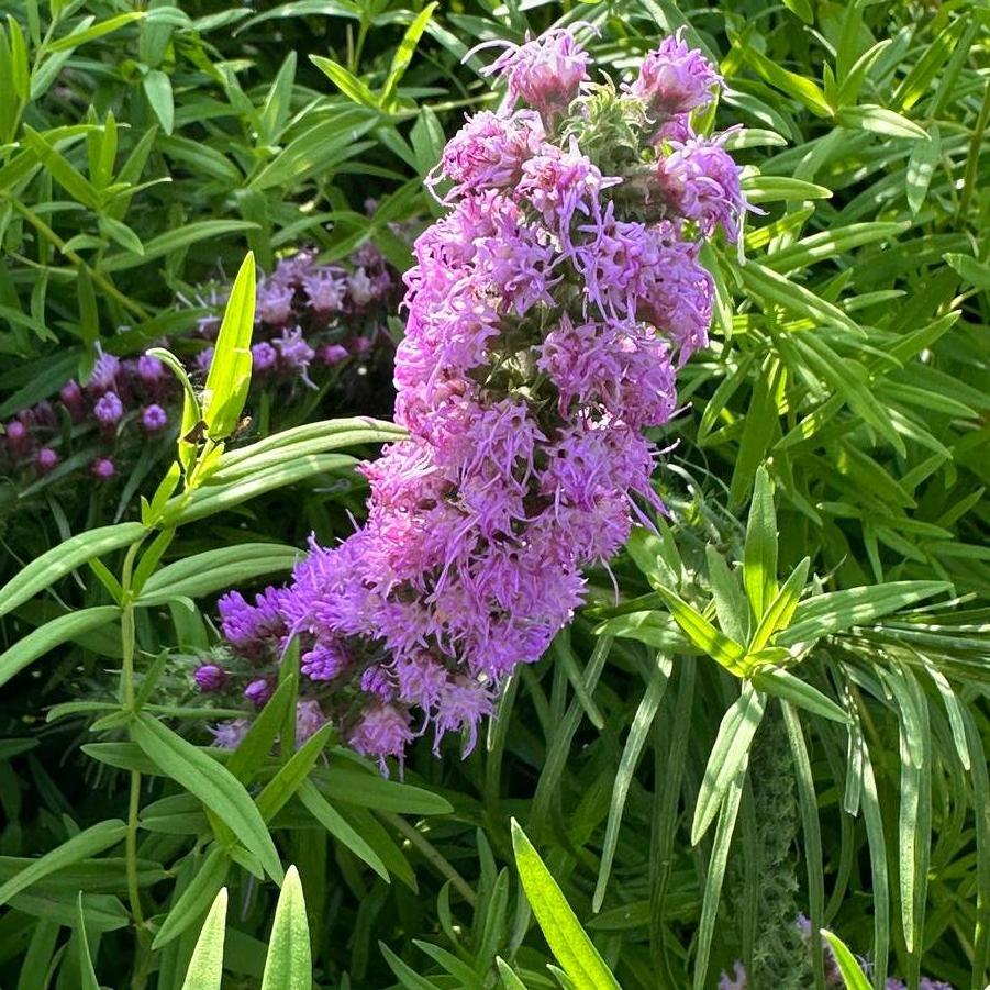 Liatris pycnostachya 