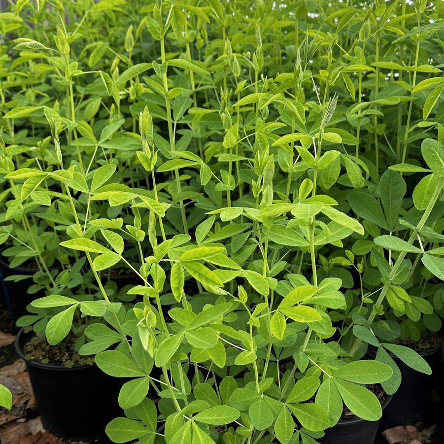 Thermopsis villosa 