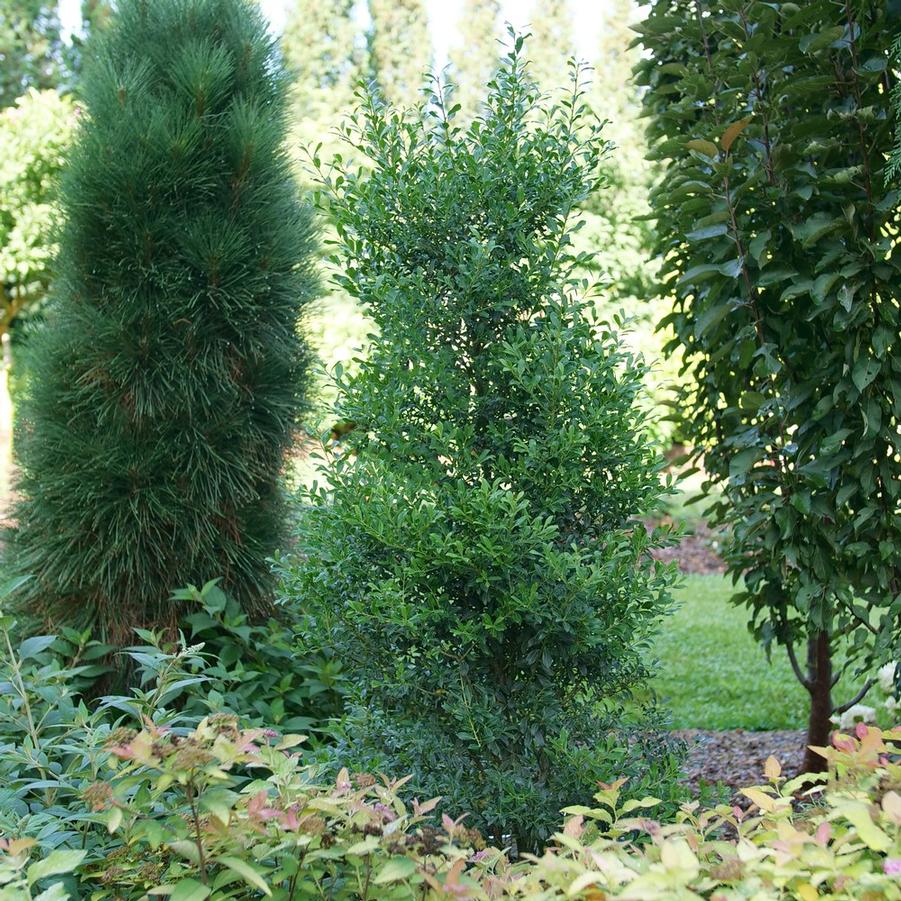 Ilex glabra 'Squeeze Box®' - Photo: Proven Winners