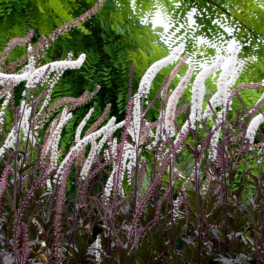 Actaea simplex 'Black Negligee' - Kamchatka Bugbane Photo courtesy of TERRA NOVA® Nurseries, Inc.