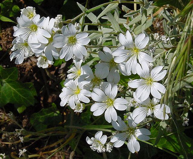 Cerastium tomentosum - Snow-in-Summer 