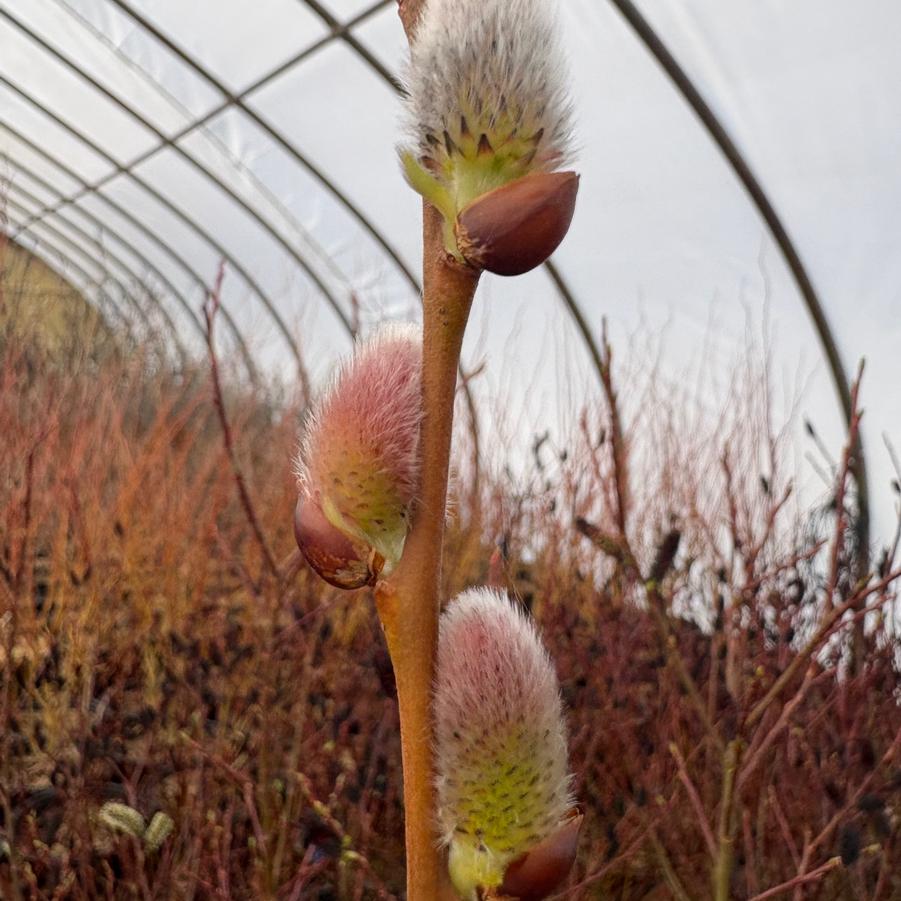 Salix discolor - Pussy Willow from Pleasant Run Nursery
