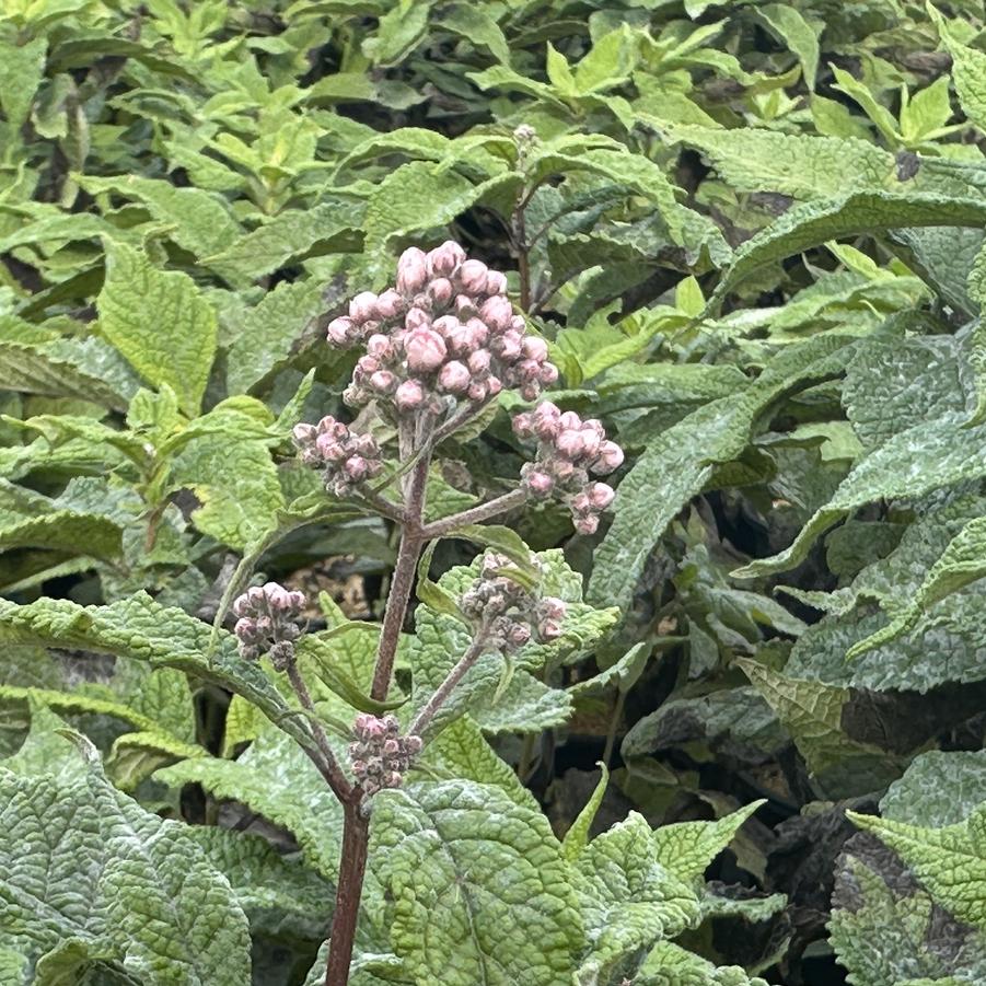 Eupatorium fistulosum JoJo