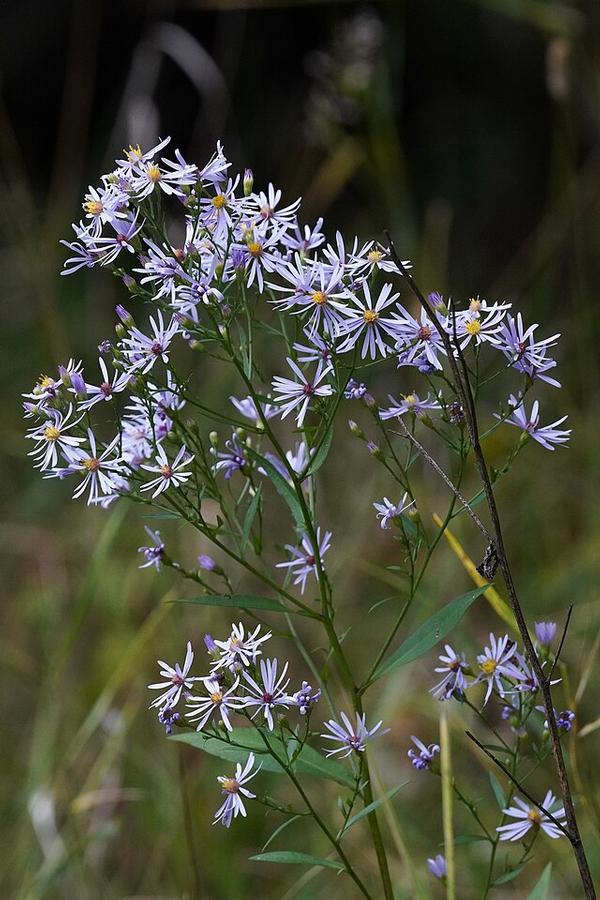 Aster azureus - Bluesky Aster 
