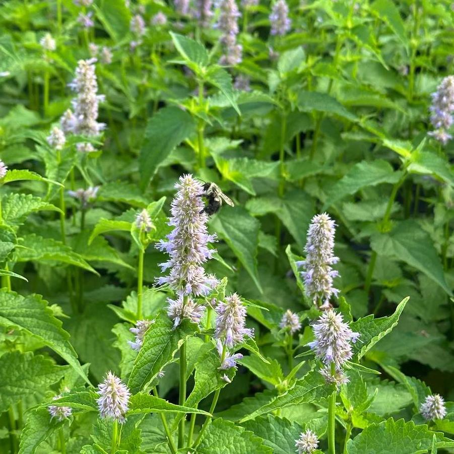 Agastache rugosa 