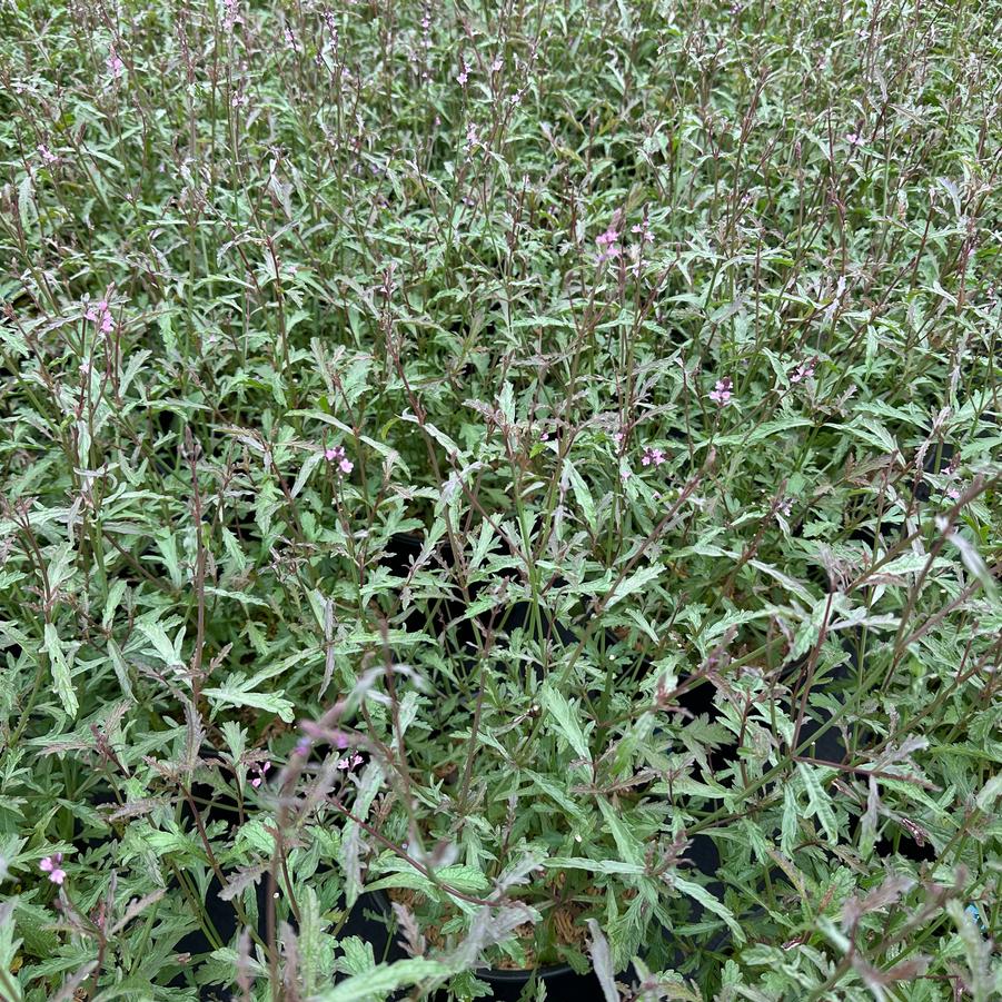 Verbena officinalis var. grandiflora Bampton