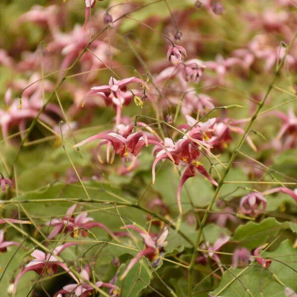 Epimedium x 'Hugs and Kisses' - Barrenwort Courtesy of Proven Winners - www.provenwinners.com