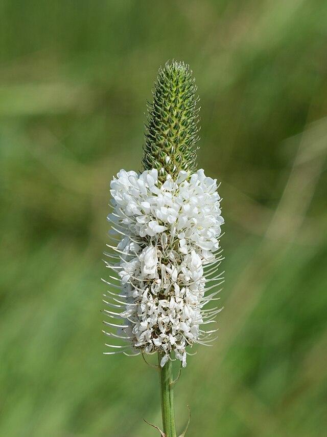 Dalea candida - White Prairie Clover 