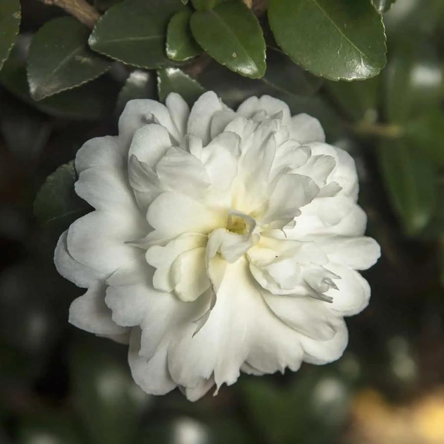 Camellia x 'October Magic® Ivory™' 