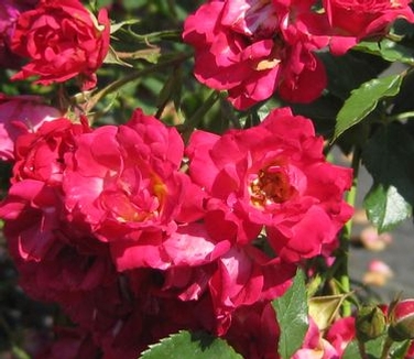 Rosa Drift® Red