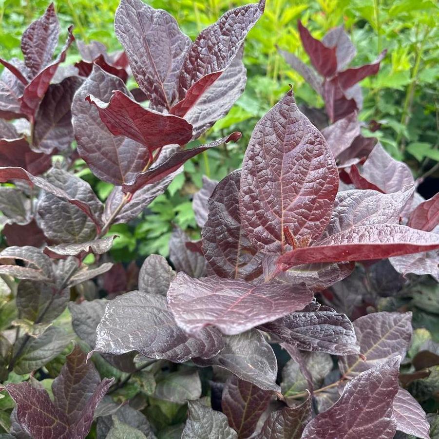 Calycanthus floridus Red Zeppelin&reg;