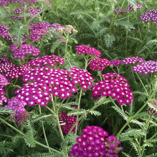 Achillea millefolium 'New Vintage™ Violet' - Courtesy of Proven Winners - www.provenwinners.com